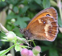 Gatekeeper - photo 7