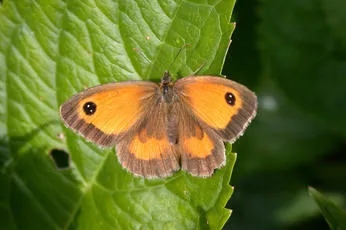 Gatekeeper - photo 8
