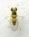 Gaurax atripalpis