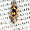 Gaurax dorsalis