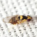 Gaurax dorsalis - photo 2
