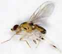 Gaurax dorsalis - photo 3
