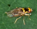 Gaurax dorsalis - photo 4