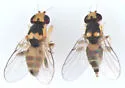 Gaurax dorsalis - photo 5