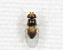 Gaurax maculicornis