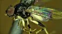 Gaurax maculipes