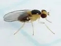 Gaurax melanotum