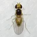 Gaurax melanotum - photo 2