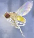 Gaurax melanotum - photo 3