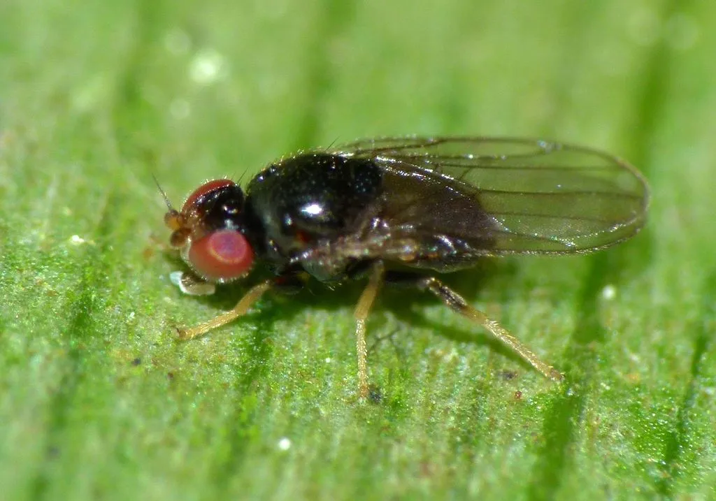 Gaurax neozealandicus - photo 2