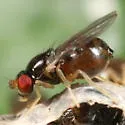 Gaurax pallidipes