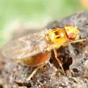 Gaurax pseudostigma - photo 4