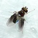 Gaurax splendidus