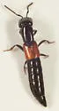 Gauropterus fulgidus - photo 2