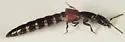 Gauropterus fulgidus - photo 3