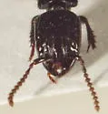 Gauropterus fulgidus - photo 4