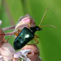 Gaurotes cyanipennis - Gaurotes cyanipennis