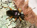 Gaurotes cyanipennis - photo 2