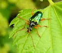 Gaurotes cyanipennis - photo 3