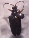 Gaurotes cyanipennis - photo 4