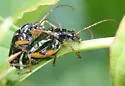 Gaurotes cyanipennis - photo 5