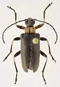Gaurotes thoracica