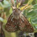 Gazoryctra confusus - Hodges#0024
