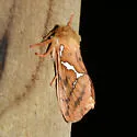 Gazoryctra mathewi - Hodges#0028 - photo 4