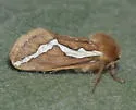 Gazoryctra pulcher - Hodges#0026 - photo 2
