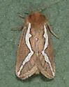 Gazoryctra pulcher - Hodges#0026 - photo 3