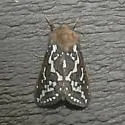 Gazoryctra roseicaput - Hodges#0025 - photo 2