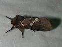 Gazoryctra sciophanes - Hodges#0023.1