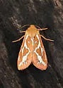 Wielgus' Ghost Moth - Hodges#0029.1