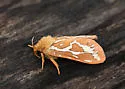 Wielgus' Ghost Moth - Hodges#0029.1 - photo 2