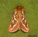 Wielgus' Ghost Moth - Hodges#0029.1 - photo 3