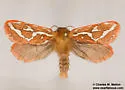 Wielgus' Ghost Moth - Hodges#0029.1 - photo 4