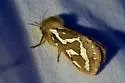 Wielgus' Ghost Moth - Hodges#0029.1 - photo 5