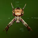 Gea heptagon