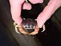 Blackback Land Crab