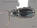 Gehringia olympica - photo 2