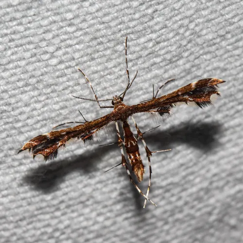 Busck's Plume Moth - Hodges#6093