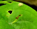 Sheppard’s Plume Moth - Hodges#6091.1