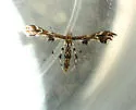 Sheppard’s Plume Moth - Hodges#6091.1 - photo 2