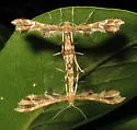 Sheppard’s Plume Moth - Hodges#6091.1 - photo 5