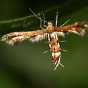 Himmelman's Plume Moth - Hodges#6092