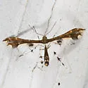 Himmelman's Plume Moth - Hodges#6092 - photo 2