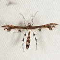Himmelman's Plume Moth - Hodges#6092 - photo 3