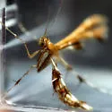 Himmelman's Plume Moth - Hodges#6092 - photo 4