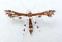 Himmelman's Plume Moth - Hodges#6092 - photo 5