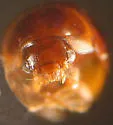 Gelae parile - photo 2